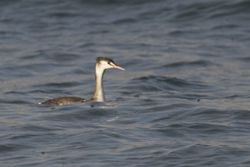 Great Crested Grebe photographed at Pembroke beach on 10/12/2011. Photo: &copy; paul  carre