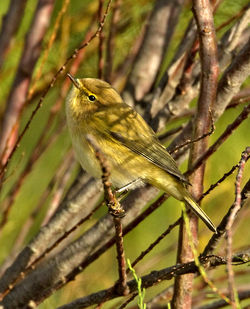 Chiffchaff photographed at Vale Pond [VAL] on 18/12/2011. Photo: &copy; Mike Cunningham