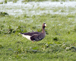 White-fronted Goose photographed at Barras Lane on 3/1/2012. Photo: &copy; Cindy  Carre