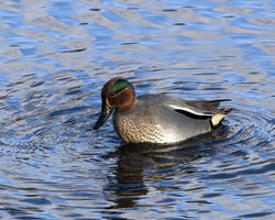 Teal photographed at Vale Pond [VAL] on 23/1/2012. Photo: &copy; Cindy  Carre