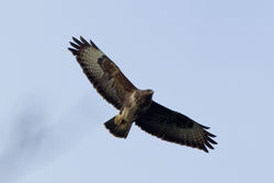 Buzzard photographed at Silbe [SIL] on 11/2/2012. Photo: &copy; Rod Ferbrache