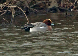 Wigeon photographed at Reservoir [RES] on 10/2/2012. Photo: &copy; Mike Cunningham
