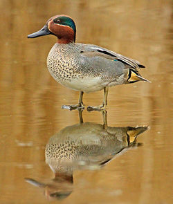 Teal photographed at Grands Marais/Pre [PRE] on 12/2/2012. Photo: &copy; Mike Cunningham