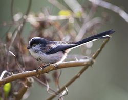 Long-tailed Tit photographed at Undisclosed Location on 14/2/2012. Photo: &copy; Royston Carré