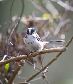 Long-tailed Tit photographed at Undisclosed Location on 14/2/2012. Photo: &copy; Royston Carré