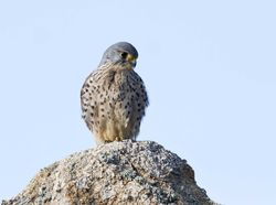 Kestrel photographed at Albecq [ALB] on 26/2/2012. Photo: &copy; Allan Phillips