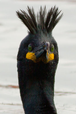 Shag photographed at Town Harbour [TOW] on 26/2/2012. Photo: &copy; Rod Ferbrache