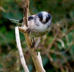 Long-tailed Tit photographed at Rue des Bergers [BER] on 1/3/2012. Photo: &copy; Mark Lawlor