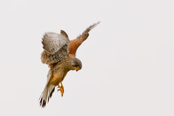 Kestrel photographed at Pecqueries [PEC] on 1/3/2012. Photo: &copy; Rod Ferbrache