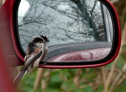 Long-tailed Tit photographed at Rue des Bergers [BER] on 1/3/2012. Photo: &copy; Mark Lawlor