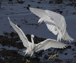 Little Egret photographed at Vazon [VAZ] on 6/3/2012. Photo: &copy; Robert Martin