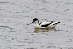 Avocet photographed at Pulias [PUL] on 7/3/2012. Photo: &copy; Rod Ferbrache