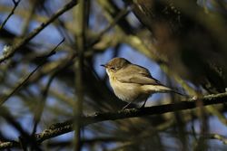 Chiffchaff photographed at Marais Nord/Vale Marais [NOR] on 10/3/2012. Photo: &copy; Paul Bretel