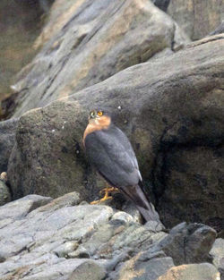 Sparrowhawk photographed at Fort Le Marchant [MAR] on 12/3/2012. Photo: &copy; Cindy  Carre