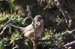 Dartford Warbler photographed at Pleinmont [PLE] on 18/3/2012. Photo: &copy; Allan Phillips
