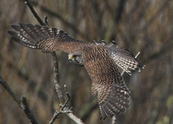 Kestrel photographed at Rue des Bergers [BER] on 18/3/2012. Photo: &copy; Robert Martin