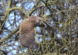 Kestrel photographed at Rue des Bergers [BER] on 18/3/2012. Photo: &copy; Robert Martin