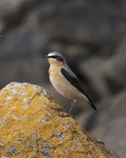Wheatear photographed at Les Amarreurs [AMM] on 22/3/2012. Photo: &copy; Cindy  Carre