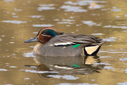Teal photographed at Rue des Bergers [BER] on 25/3/2012. Photo: &copy; Rod Ferbrache