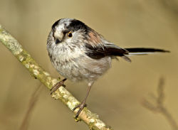 Long-tailed Tit photographed at St Peter Port [SPP] on 26/3/2012. Photo: &copy; Mike Cunningham