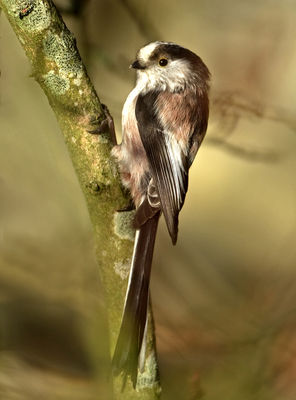Long-tailed Tit photographed at St Peter Port [SPP] on 29/3/2012. Photo: &copy; Mike Cunningham