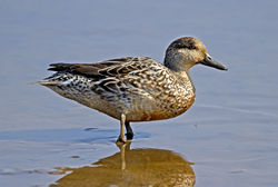 Teal photographed at Claire Mare on 2/4/2012. Photo: &copy; Mike Cunningham