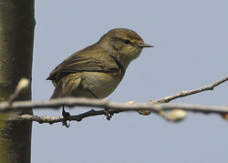 Chiffchaff photographed at Grands Marais/Pre [PRE] on 3/4/2012. Photo: &copy; Robert Martin