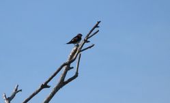 Red-rumped Swallow photographed at Grande Mare [GMA] on 6/4/2012. Photo: &copy; Mark Guppy