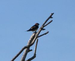 Red-rumped Swallow photographed at Grande Mare [GMA] on 6/4/2012. Photo: &copy; Mark Guppy