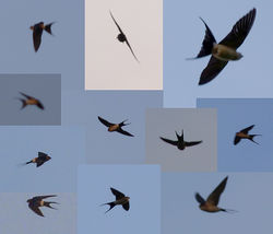 Red-rumped Swallow photographed at Rue des Bergers [BER] on 6/4/2012. Photo: &copy; Mark Lawlor