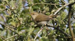 Chiffchaff photographed at Marais Nord/Vale Marais [NOR] on 2/4/2012. Photo: &copy; Paul Bretel