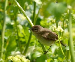 Chiffchaff photographed at Lihou Headland [LCH] on 14/4/2012. Photo: &copy; Mark Lawlor