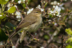 Chiffchaff photographed at Lihou Headland [LCH] on 15/4/2012. Photo: &copy; Rod Ferbrache