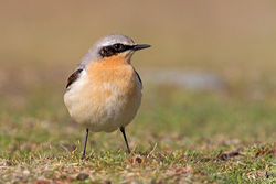 Wheatear photographed at Fort Doyle [DOY] on 20/4/2012. Photo: &copy; Chris Bale