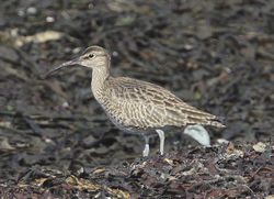 Whimbrel photographed at Shingle Bank [SHI] on 22/4/2012. Photo: &copy; Robert Martin