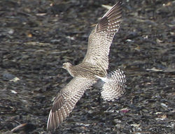 Whimbrel photographed at Shingle Bank [SHI] on 22/4/2012. Photo: &copy; Robert Martin