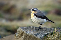 Wheatear photographed at Fort Doyle [DOY] on 24/4/2012. Photo: &copy; Paul Hillion