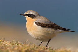 Wheatear photographed at Fort Doyle [DOY] on 23/4/2012. Photo: &copy; Chris Bale