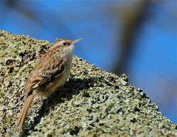 Short-toed Treecreeper photographed at Candie Gardens [CAG] on 26/4/2012. Photo: &copy; Simon Murfitt