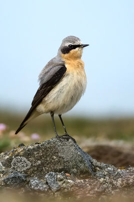 Wheatear photographed at Fort Doyle [DOY] on 27/4/2012. Photo: &copy; Paul Hillion