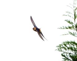 Red-rumped Swallow photographed at Rue des Bergers [BER] on 29/4/2012. Photo: &copy; Mark Guppy