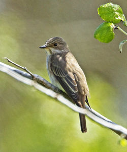 Spotted Flycatcher photographed at Lihou Headland [LCH] on 1/5/2012. Photo: &copy; Mike Cunningham