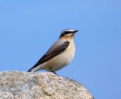 Wheatear photographed at Prevote [PRV] on 3/5/2012. Photo: &copy; Mark Guppy