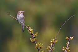 Spotted Flycatcher photographed at Pleinmont [PLE] on 2/5/2012. Photo: &copy; Chris Bale