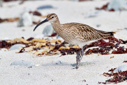 Whimbrel photographed at Jaonneuse [JAO] on 3/5/2012. Photo: &copy; Chris Bale