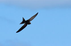 Swift photographed at Port Soif [SOI] on 12/5/2012. Photo: &copy; Simon Murfitt