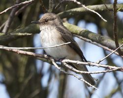 Spotted Flycatcher photographed at Pulias [PUL] on 13/5/2012. Photo: &copy; Cindy  Carre