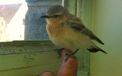 Wheatear photographed at St Sampsons on 14/5/2012. Photo: &copy; David Du jardin