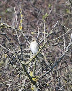 Spotted Flycatcher photographed at Pleinmont [PLE] on 15/5/2012. Photo: &copy; Royston Carré