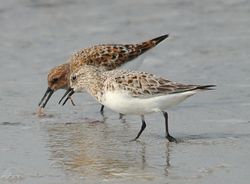 Sanderling photographed at Jaonneuse [JAO] on 21/5/2012. Photo: &copy; Karen Jehan